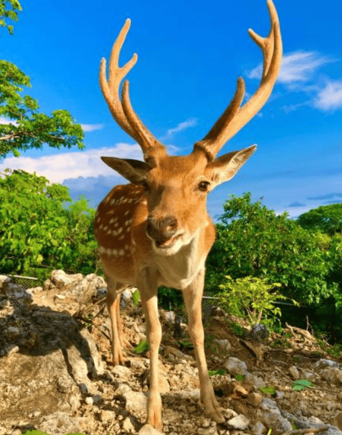 高雄冬季旅遊景點｜5. 壽山動物園